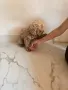 Той Пудел момиче , снимка 2