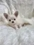 чихуахуа момченце , снимка 8