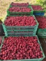 Продавам разсад малини , снимка 3
