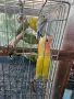 розовобузи неразделки , снимка 7