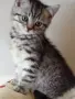 Шотландски клепоухи котенца, снимка 9