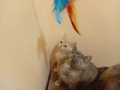 Британски котета , снимка 7