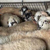 Реплянски овце по селекция, снимка 6 - Овце - 40665902