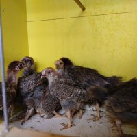 Сребърни и червени катунски пилета, снимка 2 - Кокошки и пуйки - 41455038