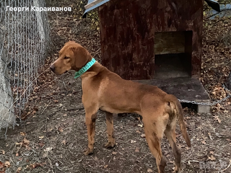 Гонче дълго гонещо , снимка 1