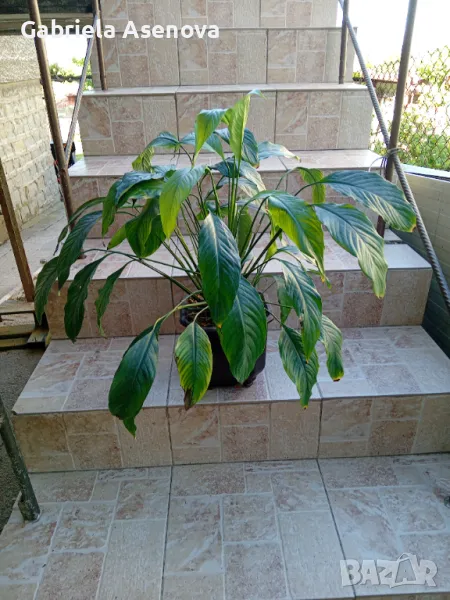 Спатифилум в саксия с подарък, снимка 1