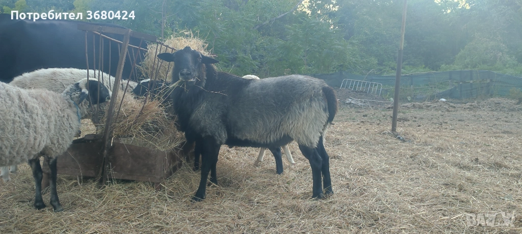 Коч на 2 години и половина , снимка 1