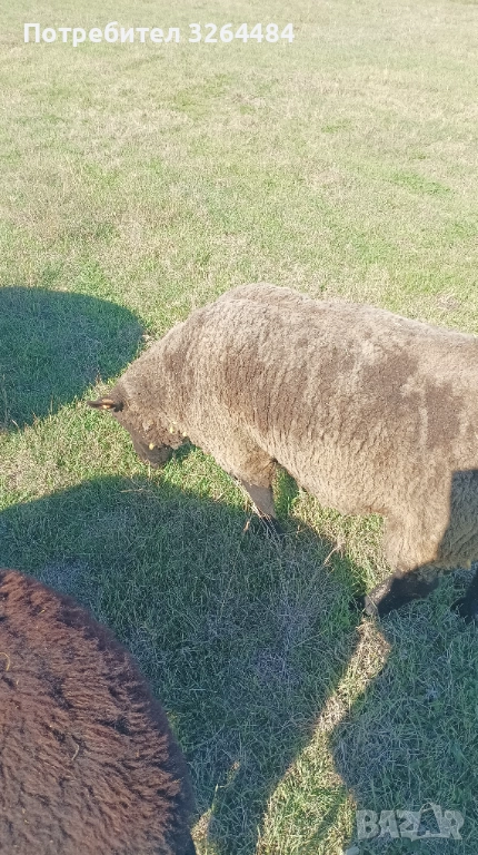 Продавам коч Мирон шароле, снимка 1