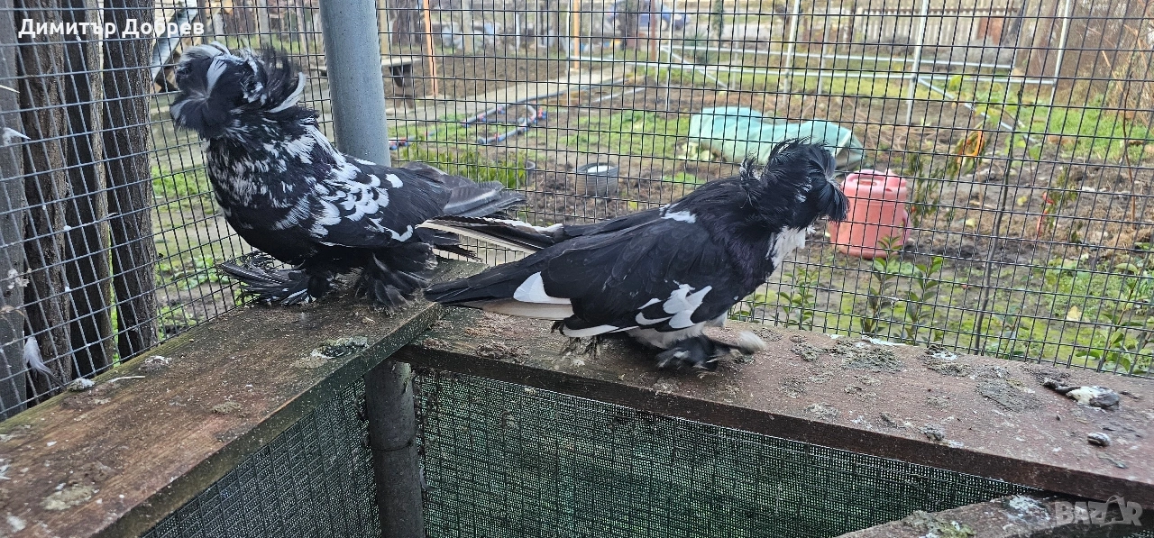 Тигрови бухари , снимка 1