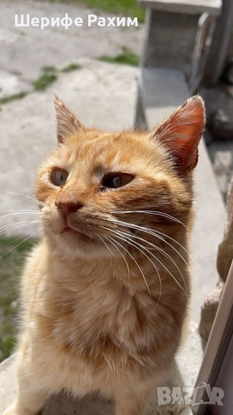 Търся дом за коте, снимка 1