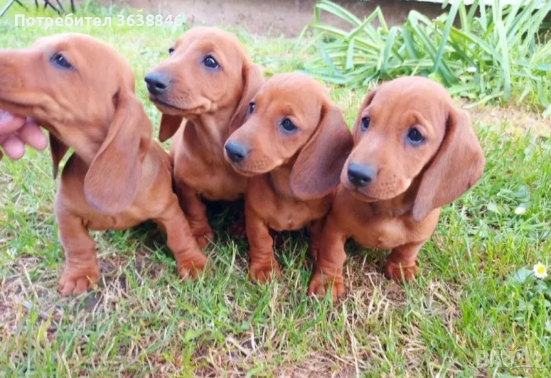 Дакел,дакели, снимка 1