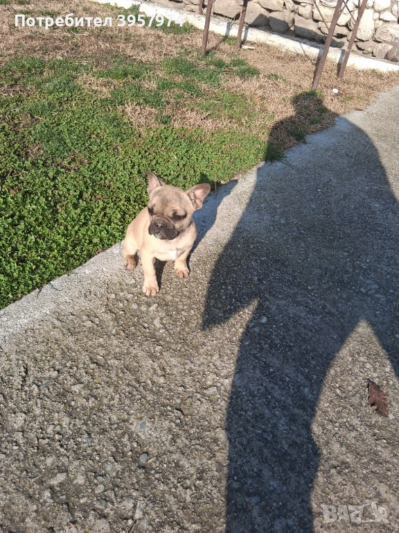 Продава се мъжко булдоче на 3 и половина месеца с три ваксини и паспорт , снимка 1