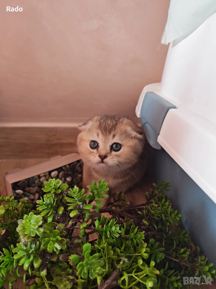 Клепоуха златна чинчила, снимка 1