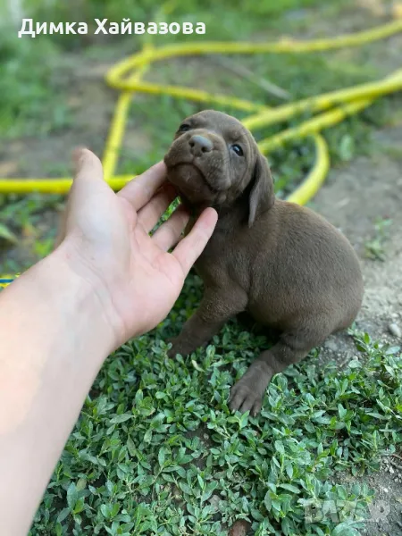 ловни кученца, снимка 1