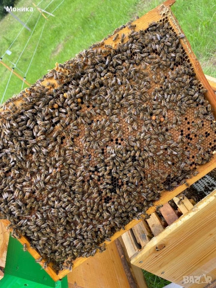 Отводки Дадан Блат (ДБ) 2026 година, снимка 1