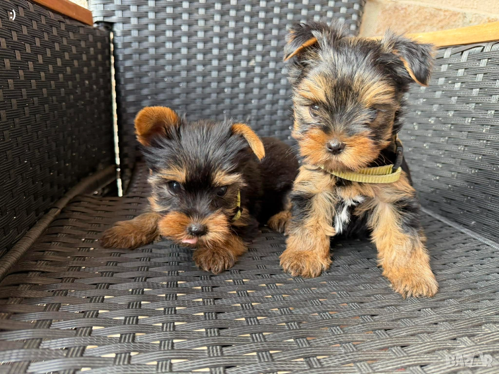 Мини Йоркширски териер Актуално от 4.1.2026, снимка 1