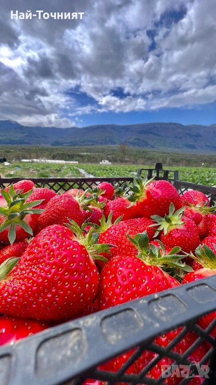 Разсад ягоди, сорт “Клери”, снимка 1