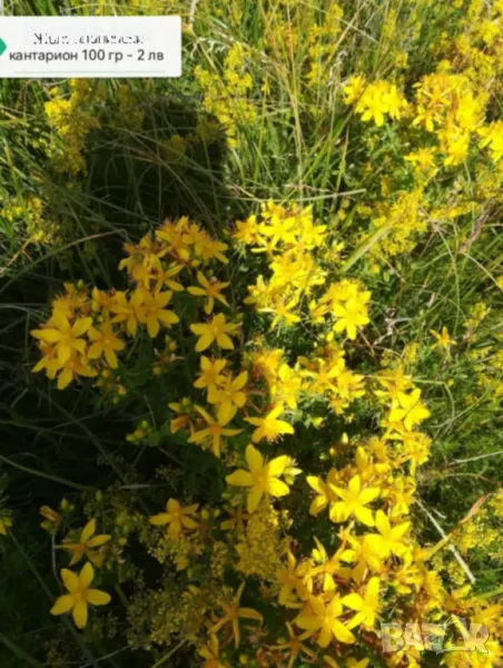 жълт кантарион, снимка 1