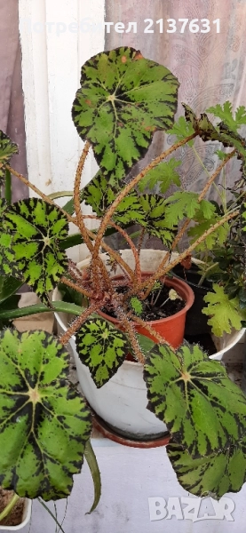 ГОЛЯМА СТАЙНА БЕГОНИЯ , снимка 1