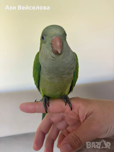 Ръчно хранени папагали Монах, снимка 1