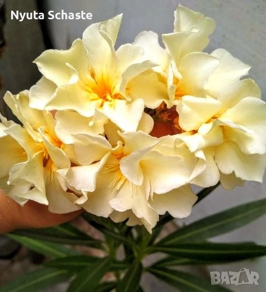 Зокум  Luteum Plenum, снимка 1