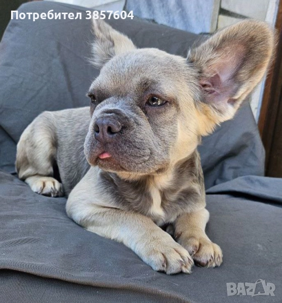 Блу фаун флъфи френски булдог , снимка 1