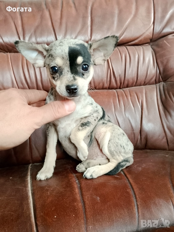 Продава се, снимка 1