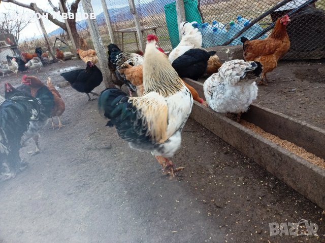 Яйца от домашни свободни кокошки за консумация и за разплод., снимка 13 - други­ - 35785868