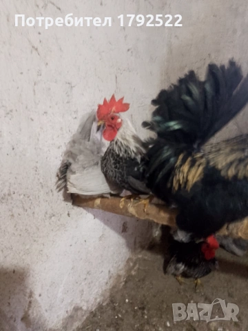 Шабо и бреговски джинки, снимка 3 - други­ - 53646771