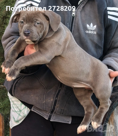 Американско Були Хл/American Bully XL , снимка 5 - Питбул - 53262294