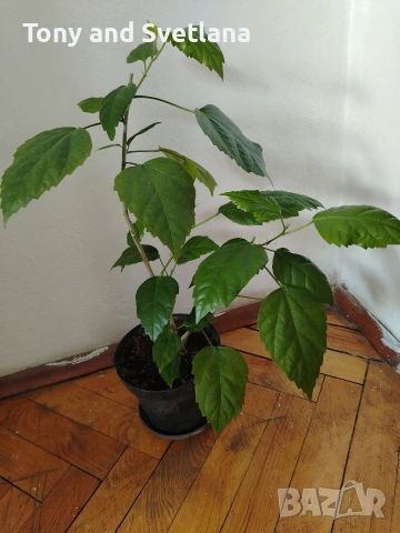 Хибискуси/китайски рози с едри кичести цветове, снимка 3 - Стайни растения - 52044964