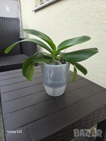 орхидея phalaenopsis buddha, снимка 3 - Стайни растения - 56057133
