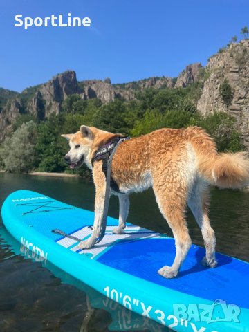 Акита ину, снимка 7 - Акита ину - 26364534