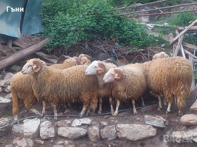 коч кочове овце , снимка 17 - Овце - 53624150