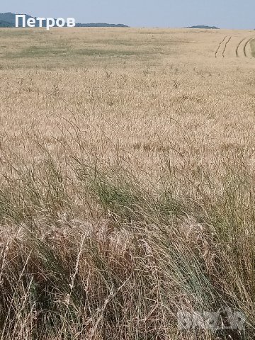 Земеделска земя-Павликени , снимка 6 - Земеделска земя - 41861615