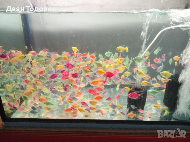 Тернеция 8 цвята, снимка 6 - Рибки - 53786373