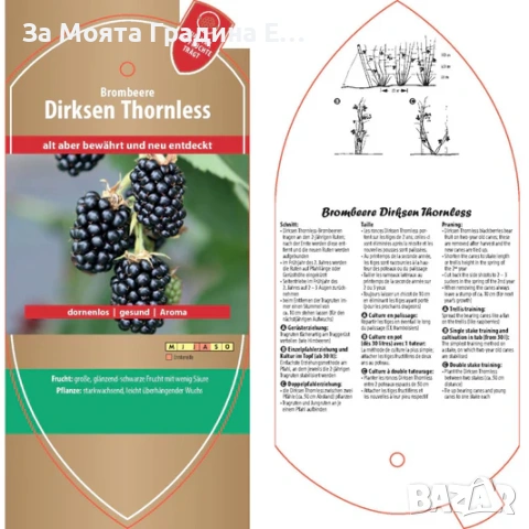 Гигантска Къпина, без бодли! , снимка 5 - Градински цветя и растения - 53620282