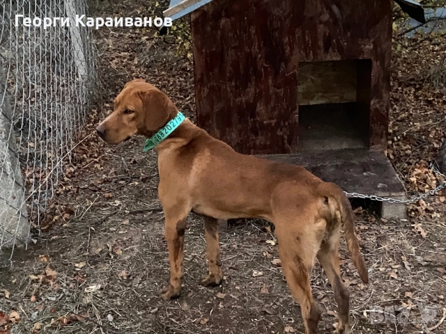 Гонче дълго гонещо 