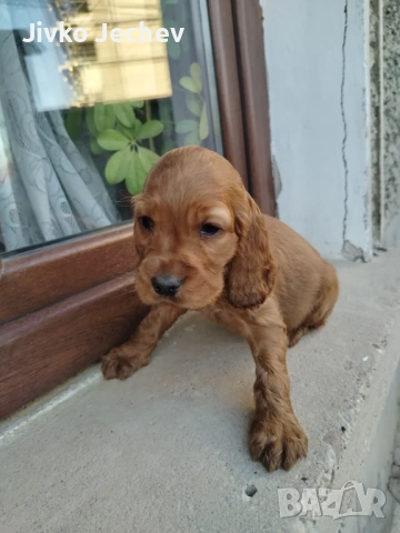 Кокер Шпаньол 