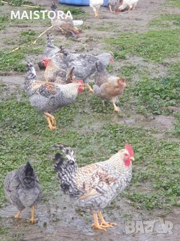 петли , снимка 2 - Кокошки и пуйки - 52877716