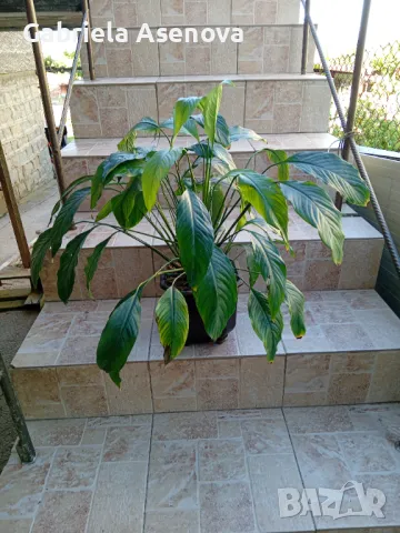 Спатифилум в саксия с подарък, снимка 1