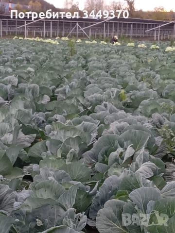 Продавам зеле, снимка 2 - Други - 52505486