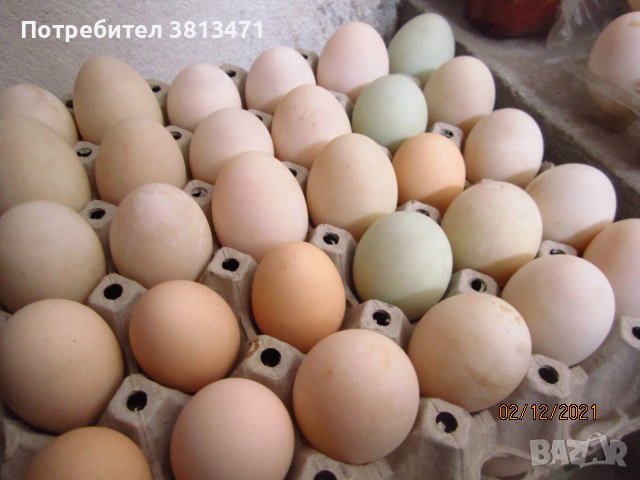 зайци и патeшки яйца, снимка 9 - Патици и гъски - 42446270