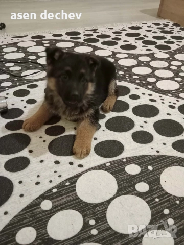 продавам женска немса овчарка , снимка 2 - Немска овчарка - 53719581