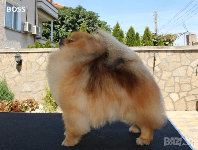 Померан РОДОСЛОВЕН FCI, снимка 6 - Померан - 53851606