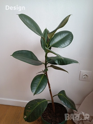 Стайно растение Фикус 90 см.