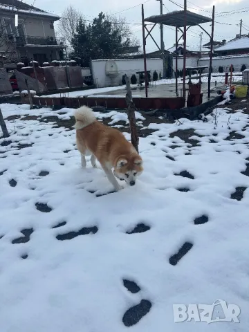 Акита ину, снимка 4 - Търси партньор - 48695403