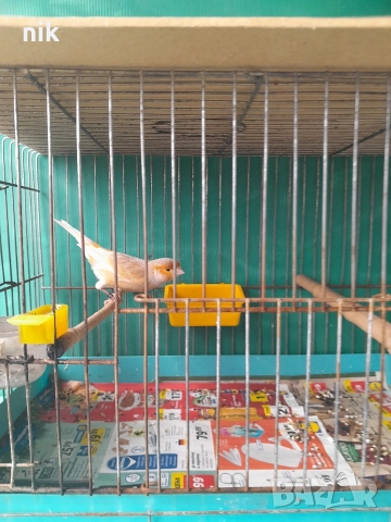 Мъжки канари, снимка 6 - За птици - 51832475