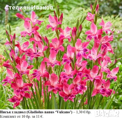 Нисък гладиол (Gladiolus nanus ‘Vulcano’) - грудки