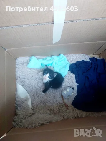 Малко котенце търси любящ дом